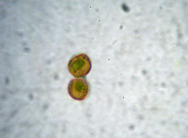 Muschio su tronco: Syntrichia ruralis?